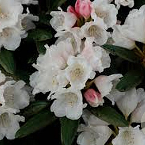 Rhododendron (Y) 'Edelweiss' 40-50 cm 20L