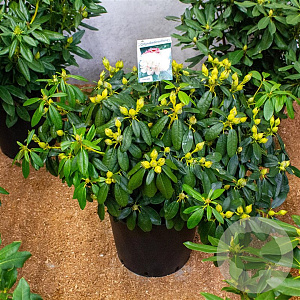 Rhododendron (Y) 'Percy Wiseman' 70-80 cm 40L