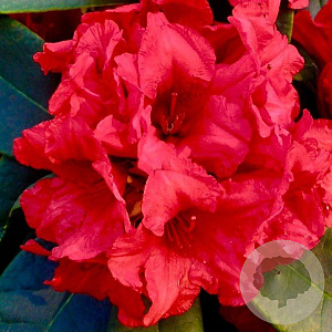 Rhododendron yakushimanum 'Dopey' 50-60 cm 40L