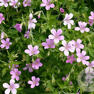 Geranium endressii GM P9