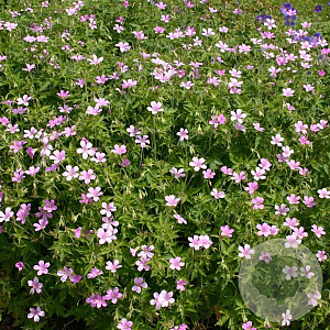 Geranium endressii GM P9