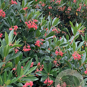 Arbutus unedo 'Minlily' 40-50 cm 3,0L