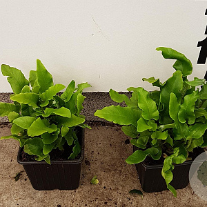 Asplenium scolopendrium GM P9
