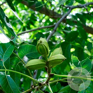 Carya illinoin. 'Choctaw' 125-150 cm 10L