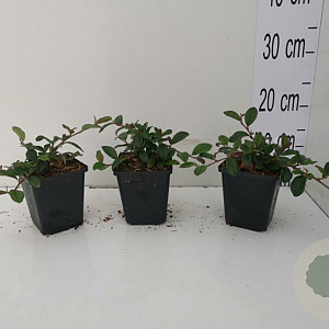 Cotoneaster dammeri GM P9