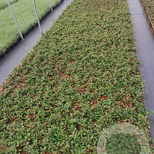 Cotoneaster dammeri GM P9