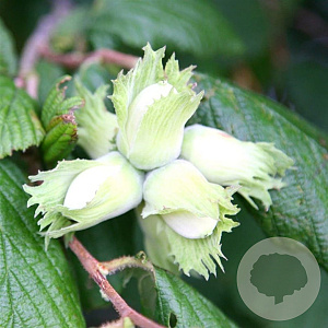 Corylus 'Kentish Cob' 125-150 cm 10L