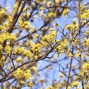 Cornus mas 'Widubowskij' 80-100 cm 10L
