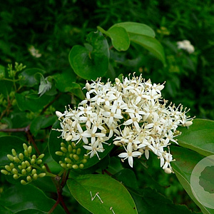 Cornus stricta 250-300 cm draadkluit struik 175-200 diameter