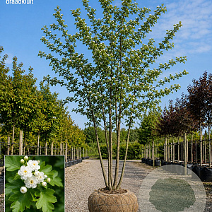 Crataegus laev. 'Plena' 350-400 cm draadkluit meerstammig op aanvraag