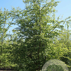Crataegus monogyna 300-350 cm draadkluit meerstammig