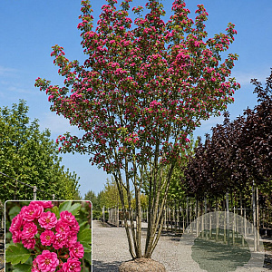 Crataegus media 'Rubra Plena' 450-500 cm draadkluit meerstammig 200-250 diameter