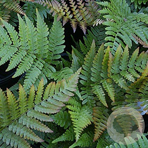 Dryopteris erythrosora GM P9