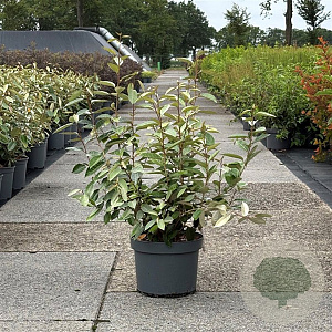 Elaeagnus ebbingei 60-80 cm 10L