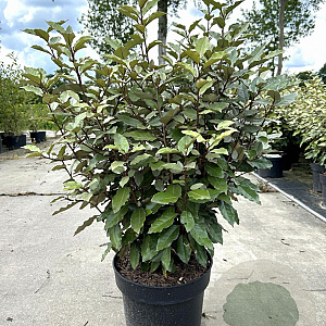 Elaeagnus ebbingei 60-80 cm 10L