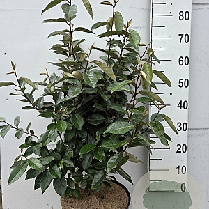 Elaeagnus ebbingei 60-80 cm 10L