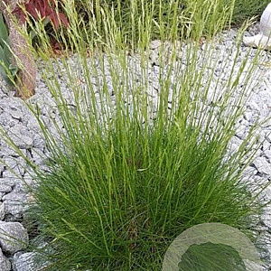 Festuca gautieri GM P9