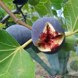 Ficus car. 'Sultane' 30-40 cm P15