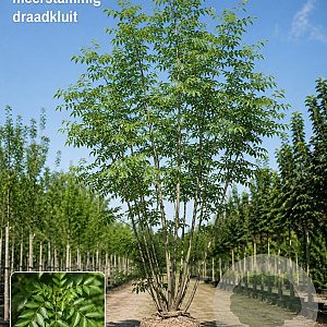 Fraxinus ornus 200-250 cm draadkluit meerstammig 160-180 cm diameter