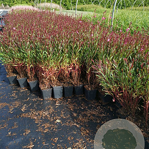 Gaura l. 'Siskiyou Pink' GM P9