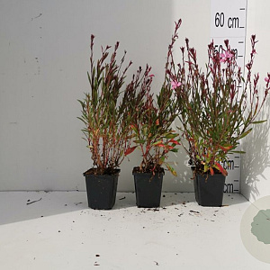 Gaura l. 'Siskiyou Pink' GM P9