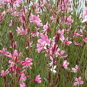 Gaura l. 'Siskiyou Pink' GM P9
