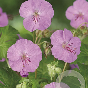 Geranium sang. 'Max Frei' GM P9