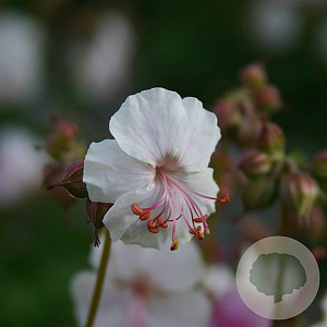 Geranium cant. 'St Ola' GM P9