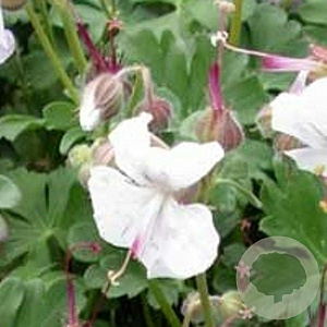 Geranium cant. 'St Ola' GM P9