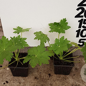 Geranium macrorrhizum GM P9