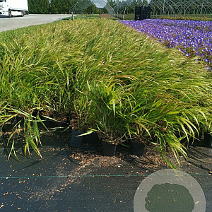 Hakonechloa macra GM P9