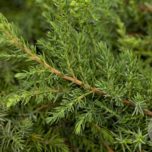 Juniperus communis 60-80 cm 5,0L