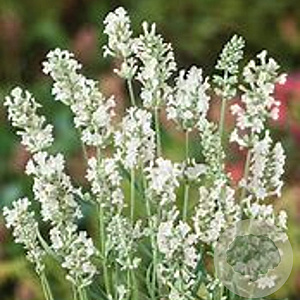 Lavandula ang. White Summer GM P9