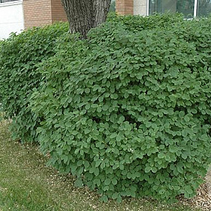 Lonicera xylosteoides 250-300 cm draadkluit struik 175-200 diameter