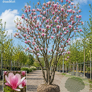 Magnolia soul. 'Lombardy Rose' 175-200 cm draadkluit meerstammig 200-250 diameter