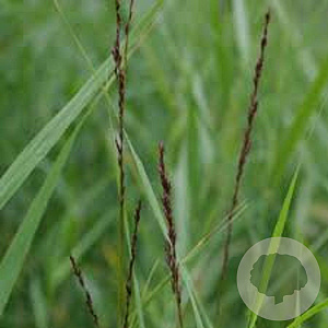 Molinia caerulea 'Moorhexe' GM P9