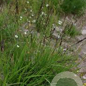 Molinia caerulea 'Moorhexe' GM P9