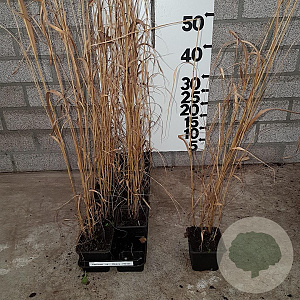 Panicum virgatum 'Heavy Metal' GM P9