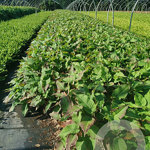 Persicaria a. 'Blackfield' GM P9