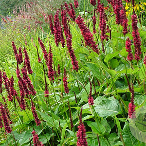 Persicaria a. 'Blackfield' GM P9