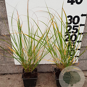 Pennisetum alopecuroides GM P9