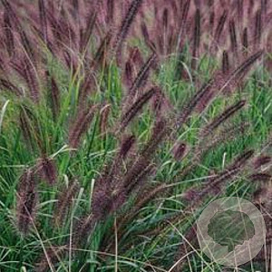 Pennisetum al. 'Moudry' GM P9