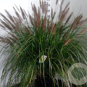 Pennisetum al. 'Moudry' GM P9