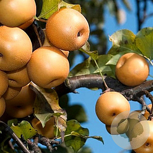Pyrus pyrifolia 'Shinko' 100-125 cm 10L