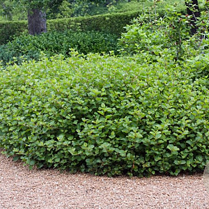 Rhus aromatica 'Grow-Low' 30-40 cm 3,0L