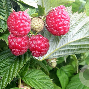 Rubus idaeus Himbo Top 50-60 cm 2,0L