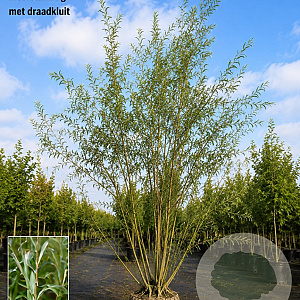 Salix alba 1000-1200 cm draadkluit meerstammig
