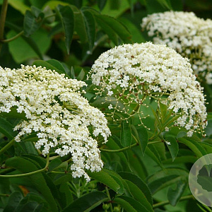 Sambucus canadensis 30-40 cm P15