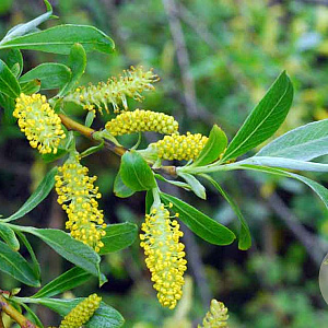 Salix fragilis 600-700 cm draadkluit meerstammig