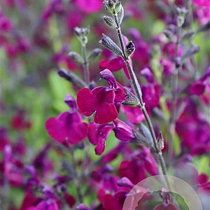 Salvia 'Nachtvlinder' GM P9